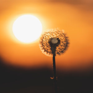 Dandelion, Taraxacum erythrospermum, seeds, sunset, Swabian Jura, Baden-Württemberg, Germany, Europe Dandelion, Taraxacum erythrospermum, seeds, sunset, Swabian Jura, Baden-Württemberg, Germany, Europe